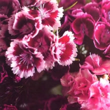 The Girl Who Runs the Beat Hotel Artist Biff Bang Pow Format:Vinyl / 12" Album Label:Last Night From Glasgow