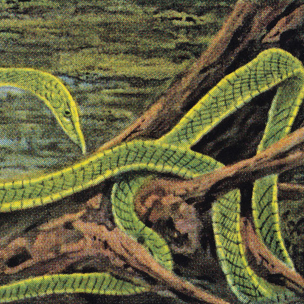 RAINFOREST SPIRITUAL ENSLAVEMENT GREEN GRAVES (GALAXY GREEN VINYL 3LP) VINYL - 3 LP BOX SET